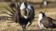 greater sage grouse, nevada sage grouse, nevada wildlife, finding nevada wil