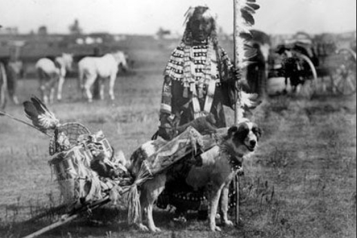 american indian dog, plains dogs, sydney martinez, legends of lost nevada