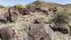 flying m ranch, legends of lost nevada, sydney martinez, nevada petroglyphs