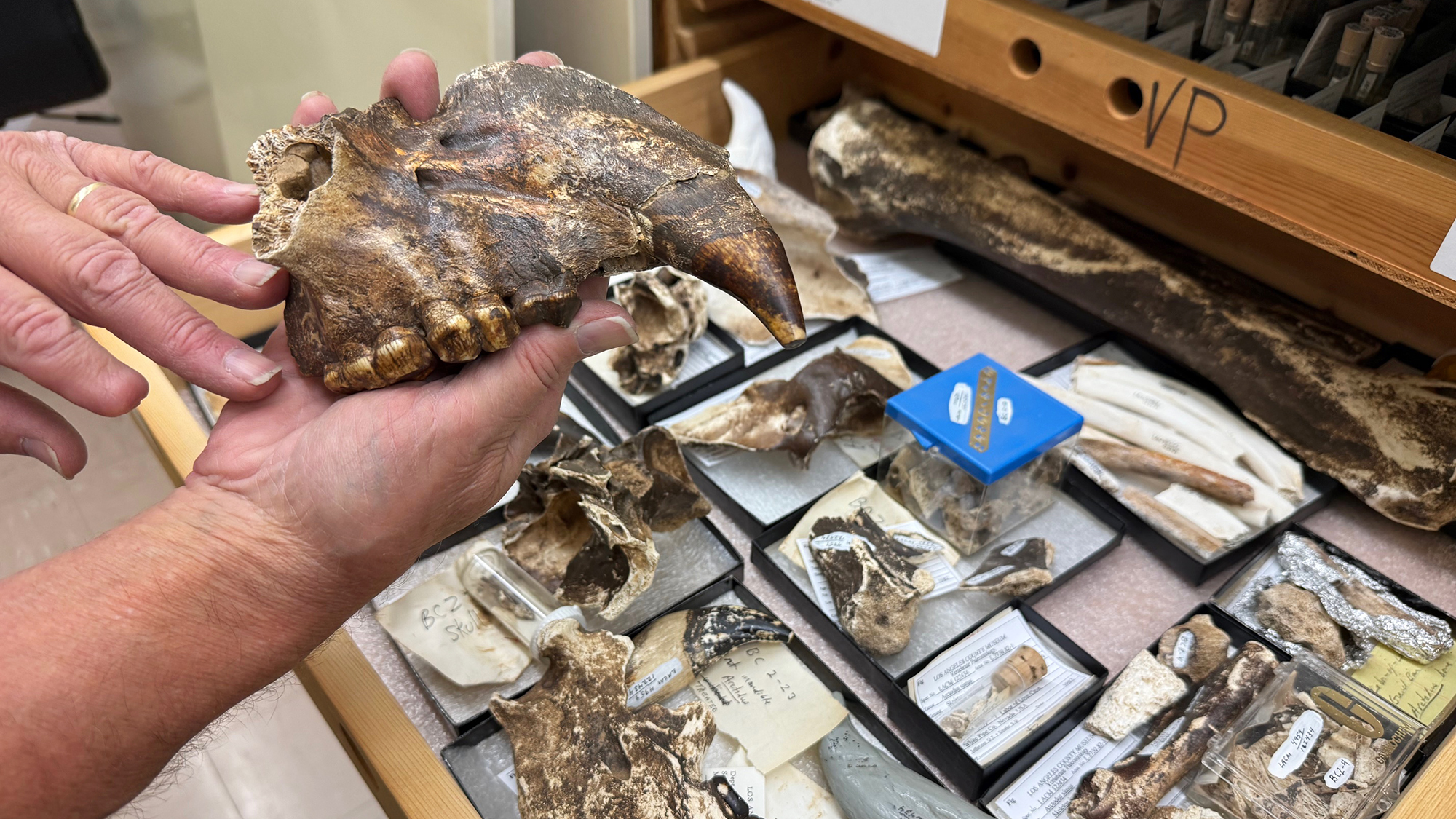 Nevada Caves | Ely Cave Bear | Giant Short-Faced Cave Bears