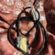 Nevada bolo, Nevada bolo tie, Nevada mystic sage, song dog silver