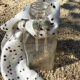 song dog silver, sydney martinez, mystic sage, nevada turquoise, nevada turquoise earrings